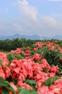 2023流花山花海