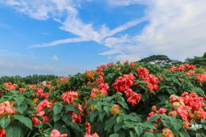 2023流花山花海