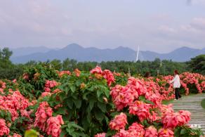 2023流花山花海