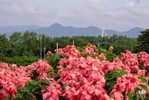 2023流花山花海