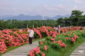 2023流花山花海