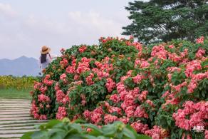 2023流花山花海