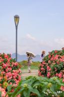 2023流花山花海