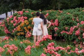 2023流花山花海