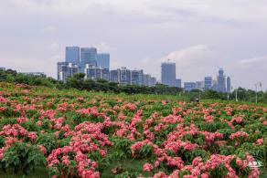 2023流花山花海