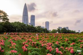 2023流花山花海