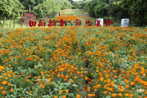 硫华菊花海