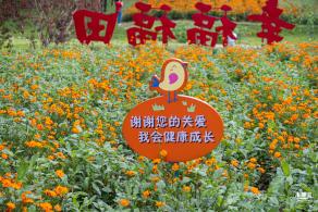 硫华菊花海