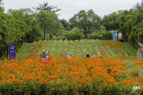 硫华菊花海