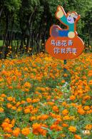 硫华菊花海