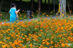硫华菊花海