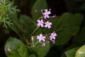 硫华菊花海
