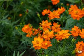 硫华菊花海