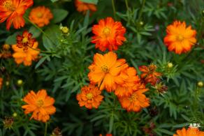硫华菊花海