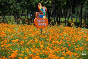 硫华菊花海