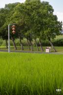 欢乐田园向日葵花海