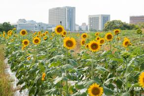 欢乐田园向日葵花海