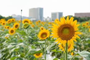 欢乐田园向日葵花海