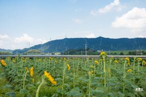欢乐田园向日葵花海