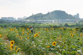 欢乐田园向日葵花海
