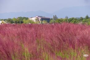 大鹏粉黛花海