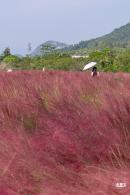 大鹏粉黛花海