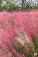 大鹏粉黛花海