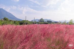 大鹏粉黛花海