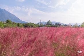 大鹏粉黛花海