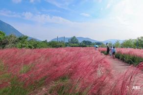 大鹏粉黛花海