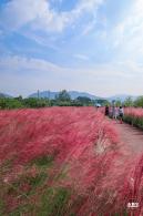 大鹏粉黛花海