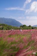 大鹏粉黛花海