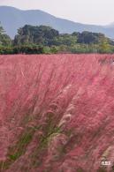 大鹏粉黛花海