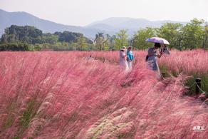 大鹏粉黛花海
