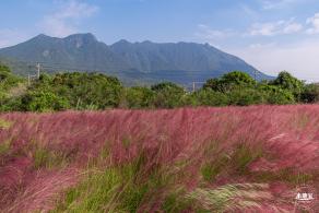 大鹏粉黛花海