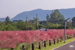 大鹏粉黛花海