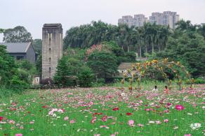 版画村格桑花海