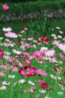 版画村格桑花海
