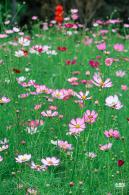 版画村格桑花海