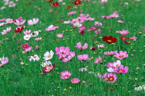版画村格桑花海