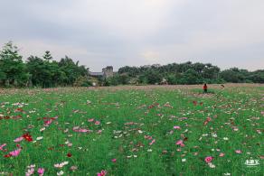 版画村格桑花海