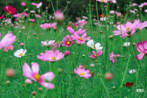 版画村格桑花海
