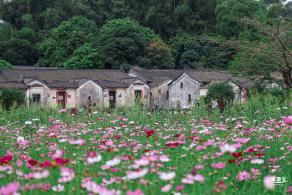 版画村格桑花海