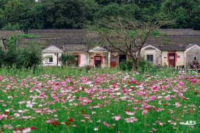 版画村格桑花海