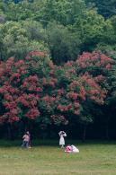 莲花山栾树