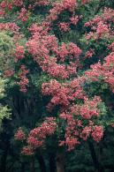 莲花山栾树