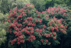 莲花山栾树