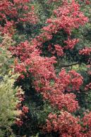 莲花山栾树
