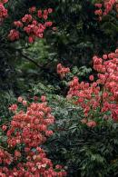 莲花山栾树