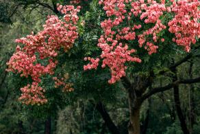 莲花山栾树